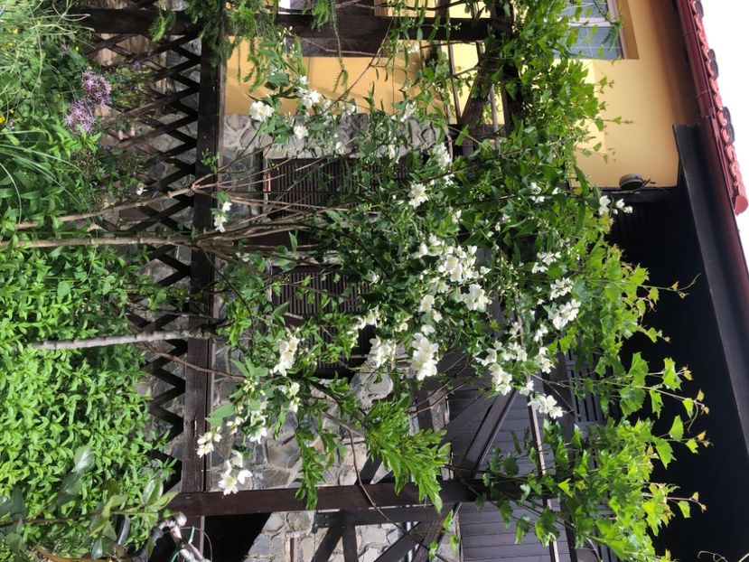 51D58EC1-15F4-4568-A919-5DF8D79F22BD - 0021 GRADINA IN 2018 2020