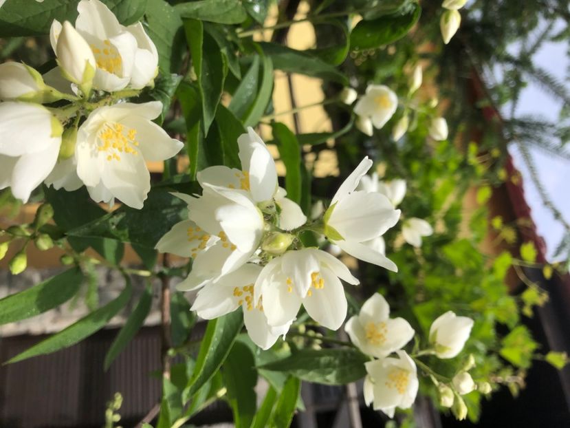 309F14BE-3D0E-4DED-9B78-6EFA78DAE23C - 0021 GRADINA IN 2018 2020