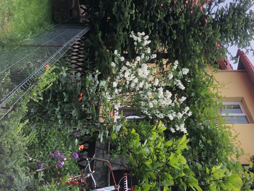 02A86380-197C-449A-AA88-0B3840315B36 - 0021 GRADINA IN 2018 2020