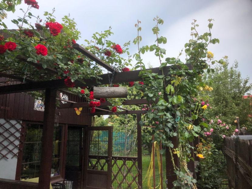 53C35F30-5BD7-44CE-9C83-AB6261D49BEA - 0021 GRADINA IN 2018 2020