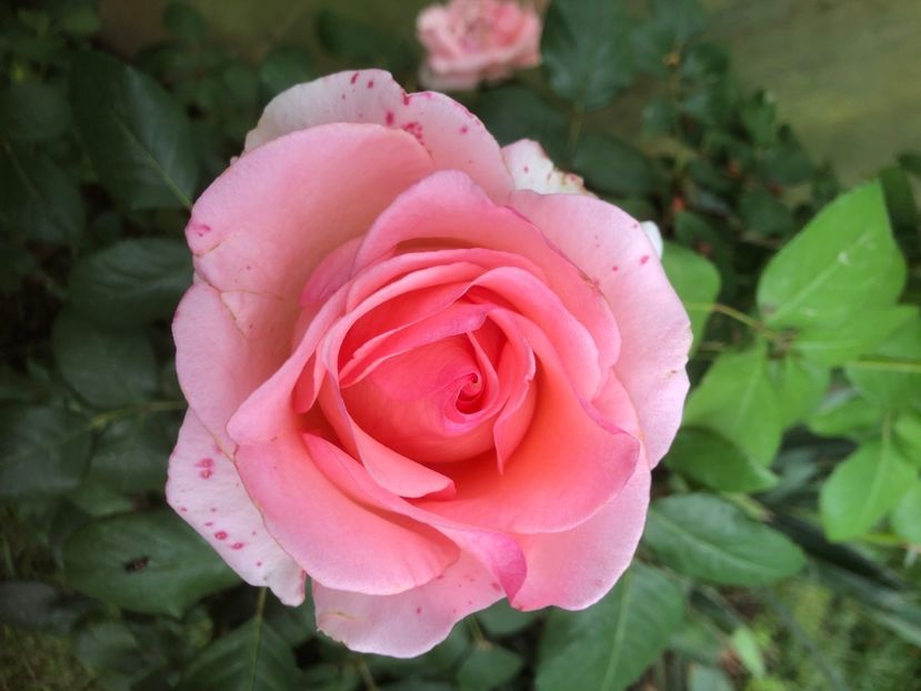 83BDA014-99B5-4DCC-A2BC-62B0D75FC55D - 0021 GRADINA IN 2018 2020