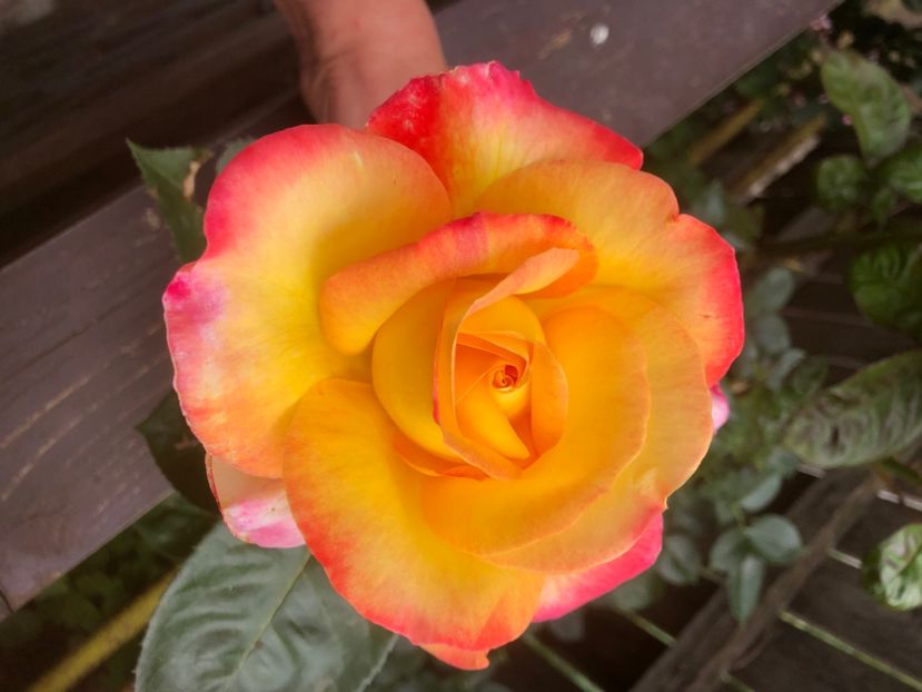 B2F418A5-6CAA-44B0-A8F8-07C766F3EEF9 - 0021 GRADINA IN 2018 2020