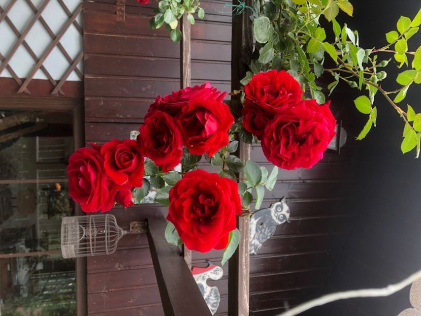 FFE619D2-C575-4D1B-B4C6-E8AFC03B6335 - 0021 GRADINA IN 2018 2020