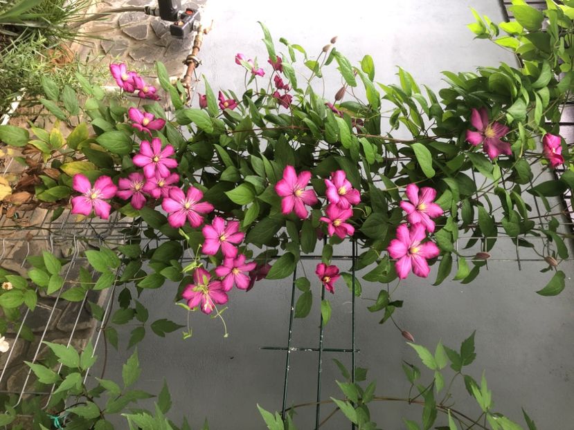 8A27A896-11C6-4F0C-A2A7-BF94C054A6EC - 0021 GRADINA IN 2018 2020