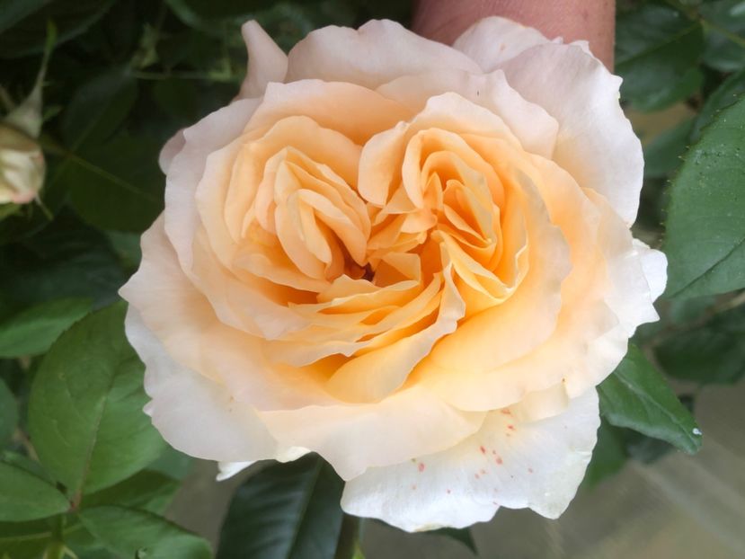 4A22B56A-D5FB-4A0F-AB50-8BE5EAAE0B76 - 0021 GRADINA IN 2018 2020