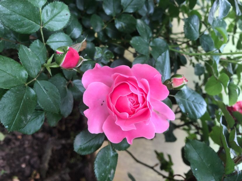 C58F837B-2189-427C-AD5C-A591457BBBB1 - 0021 GRADINA IN 2018 2020