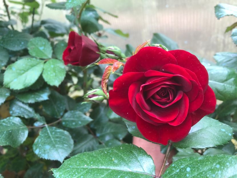 A1013CAA-0A26-44CC-950E-CA759170555F - 0021 GRADINA IN 2018 2020