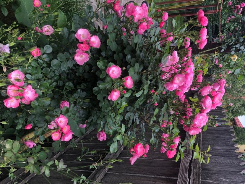 3E8A2729-5C89-434A-9983-D2F1C4A365E0 - 0021 GRADINA IN 2018 2020