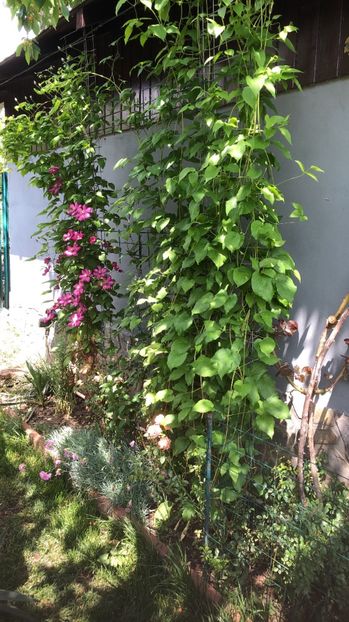 0DD31A54-D703-4C04-B3E3-3721FEA1E6AC - 0021 GRADINA IN 2018 2020