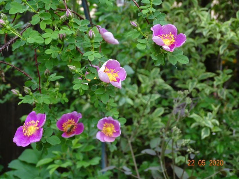  - Trandafiri 2020