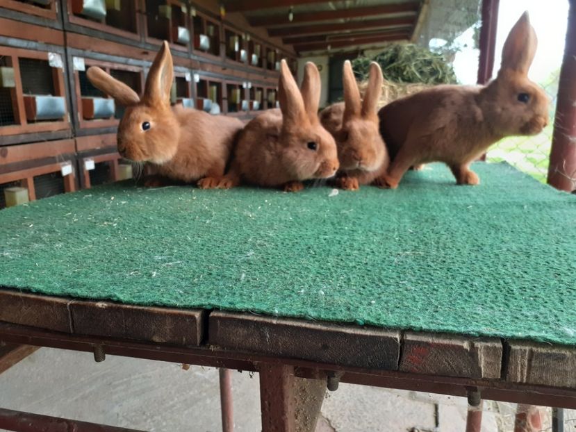 24.05.2020. - A-IEPURI TINERET NEO ROSU