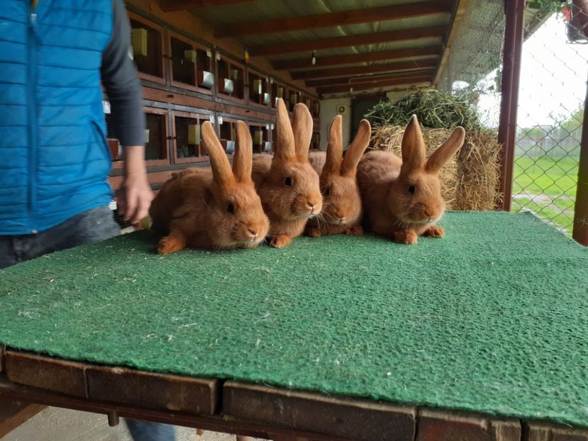  - A-IEPURI TINERET NEO ROSU