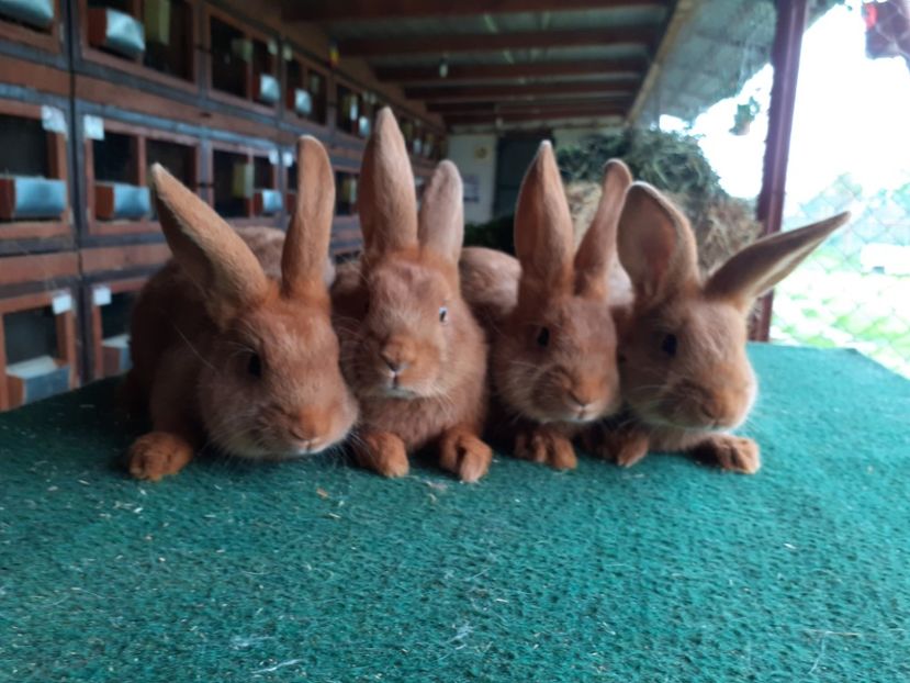  - A-IEPURI TINERET NEO ROSU