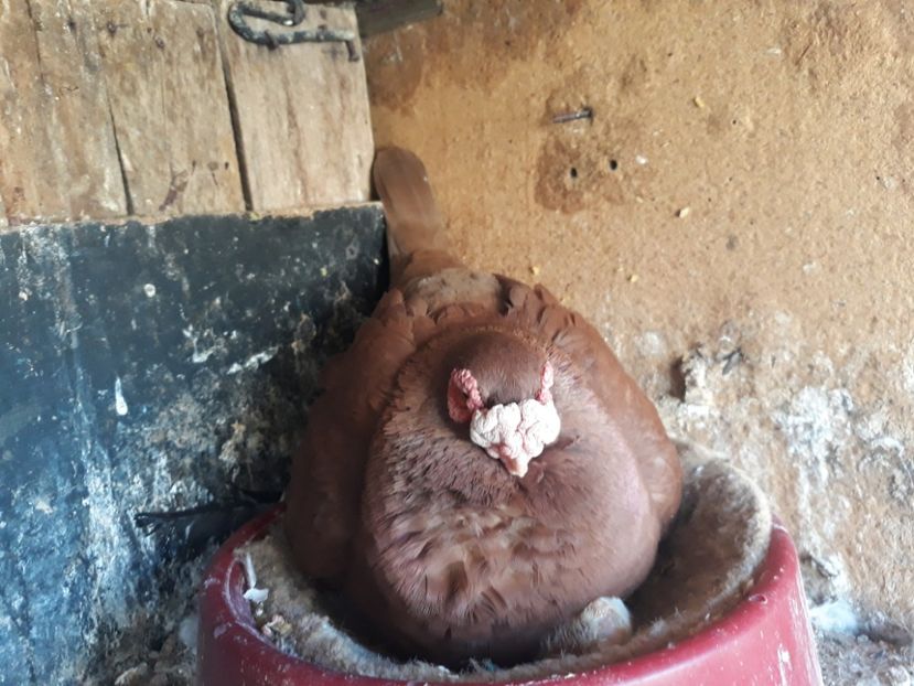  - Indian german 2020