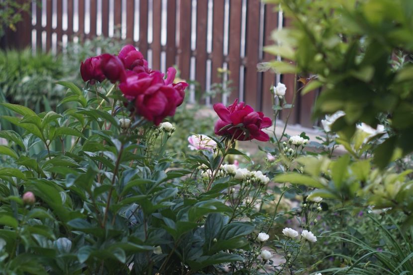  - MAI 2019- MAI 2020
