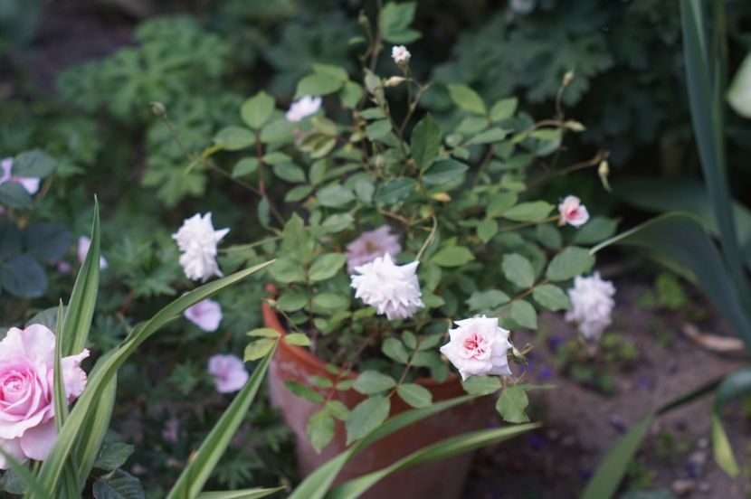  - MAI 2019- MAI 2020