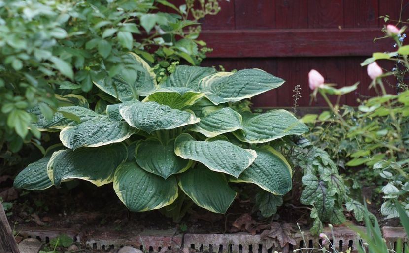 Great Expectation - Hosta 2018- 2022