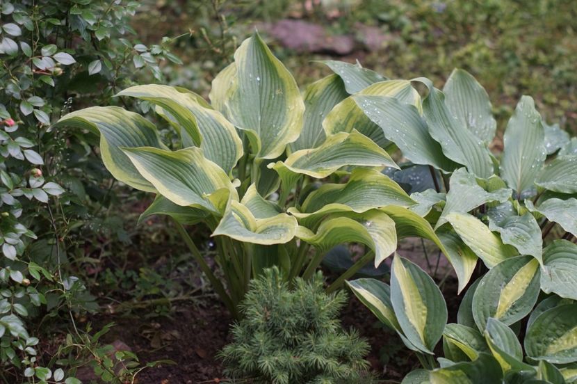  - Hosta 2018- 2022