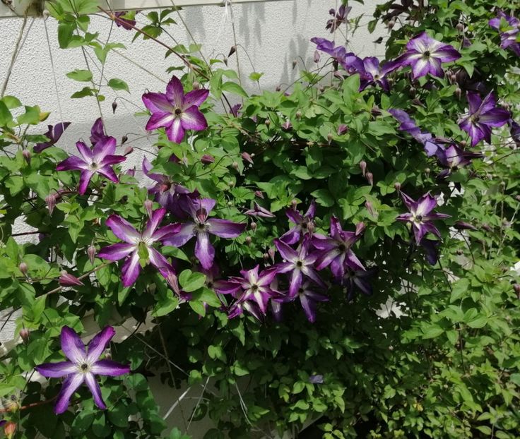  - 2020 clematite