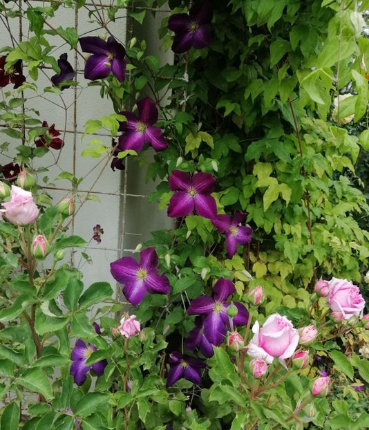  - 2020 clematite