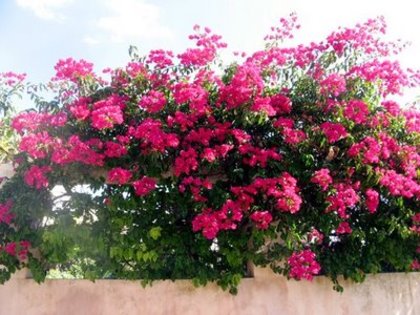 bougainvillea - flori superbe si mai putini trandafiri aproape deloc dar voi adauga