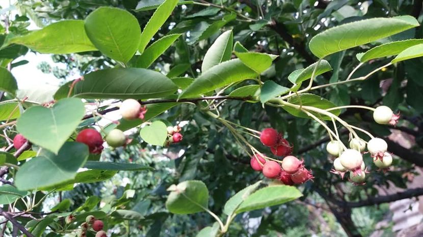 amelanchier - A - A Gradina de legume 2020