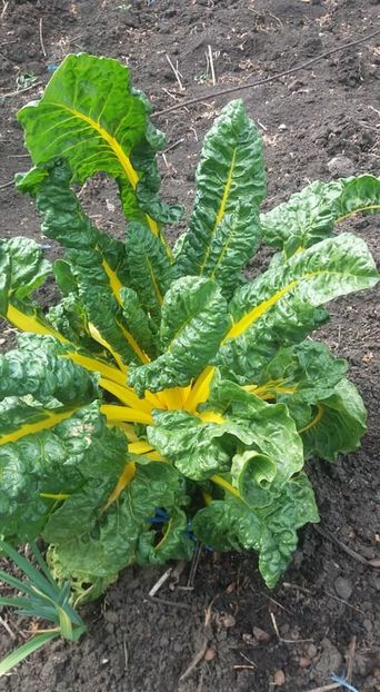 mangold galben - A - A Gradina de legume 2020