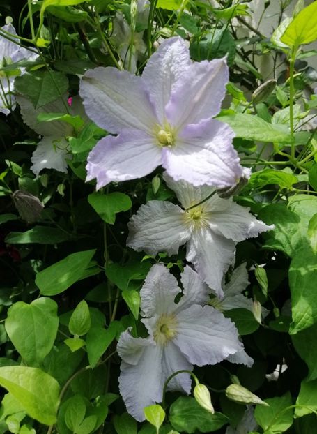  - 2020 clematite