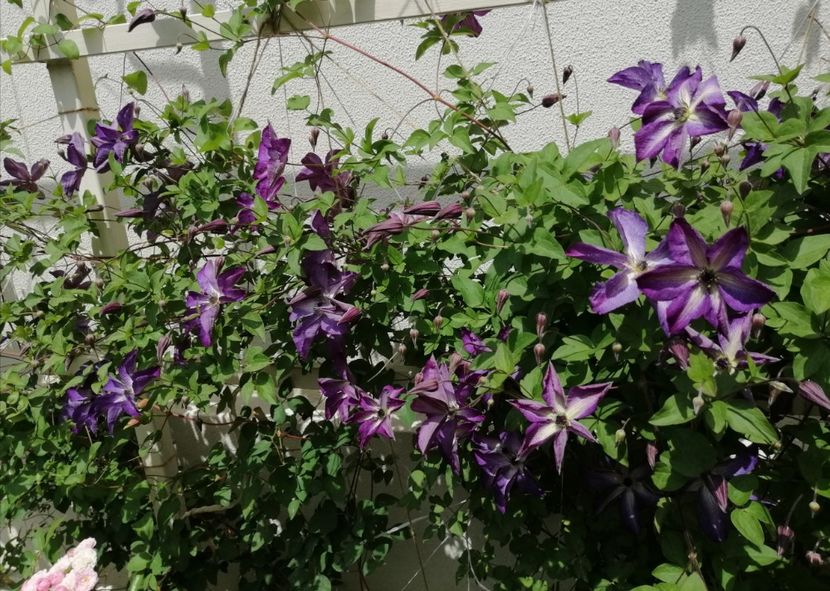  - 2020 clematite