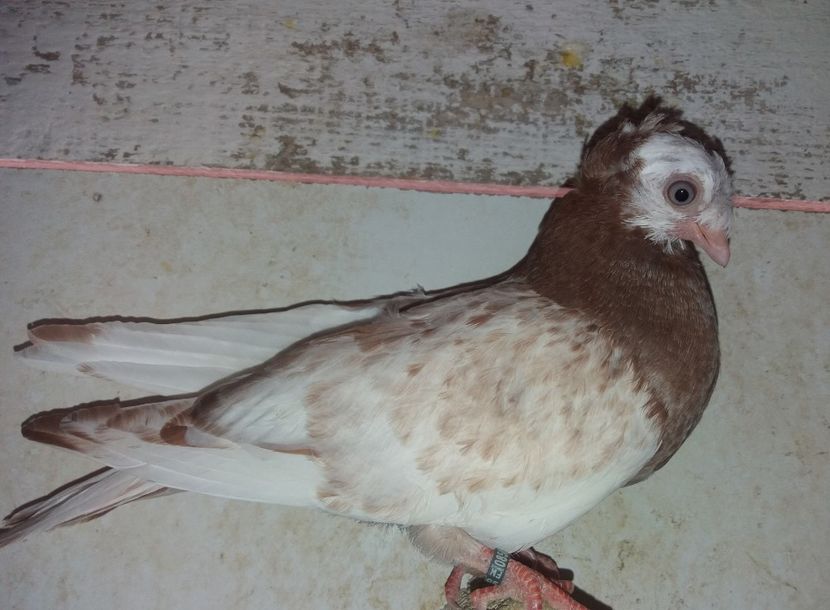 8562  femelă  2020 - Plecați ALBUM 2