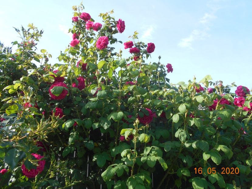 2020 - Madame Isaac Pereire