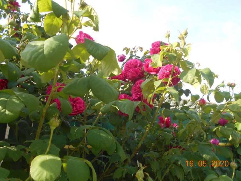  - Madame Isaac Pereire