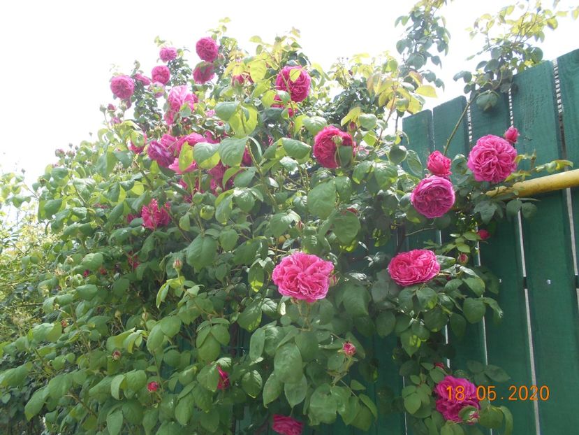  - Madame Isaac Pereire