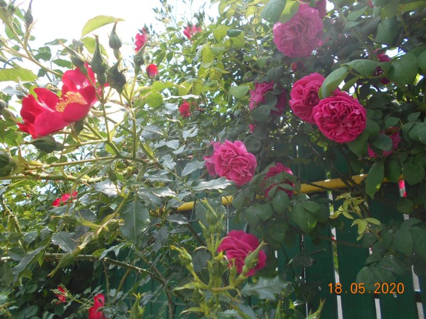  - Madame Isaac Pereire