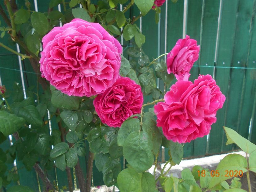  - Madame Isaac Pereire