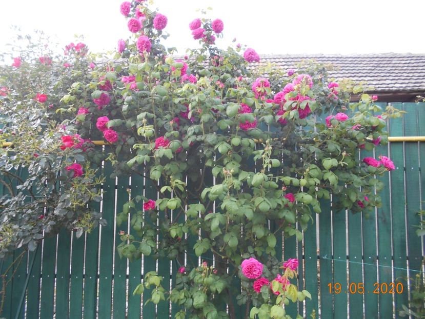  - Madame Isaac Pereire