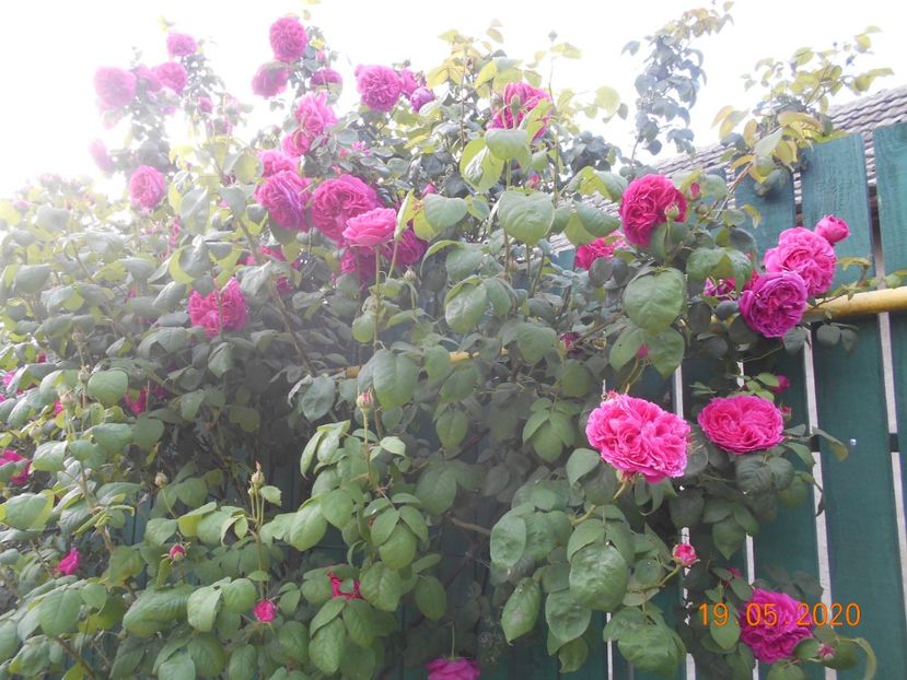  - Madame Isaac Pereire