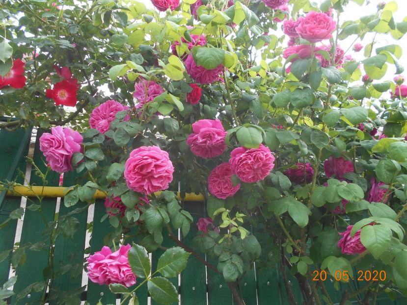  - Madame Isaac Pereire