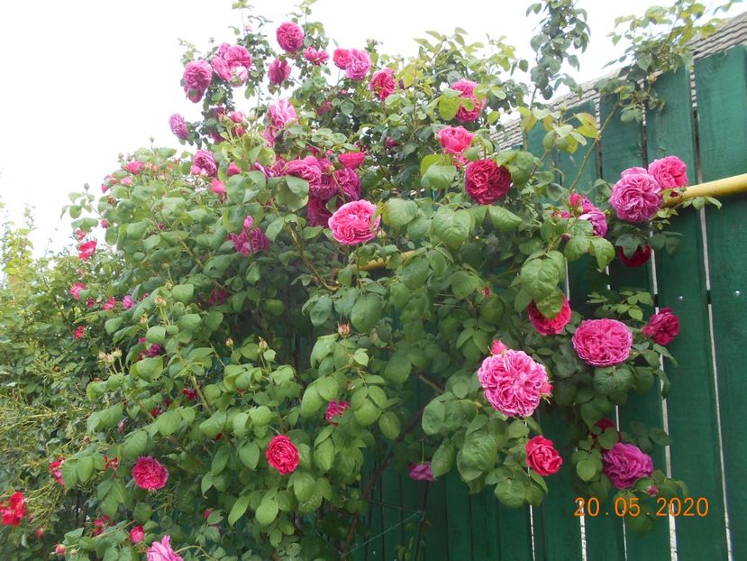  - Madame Isaac Pereire