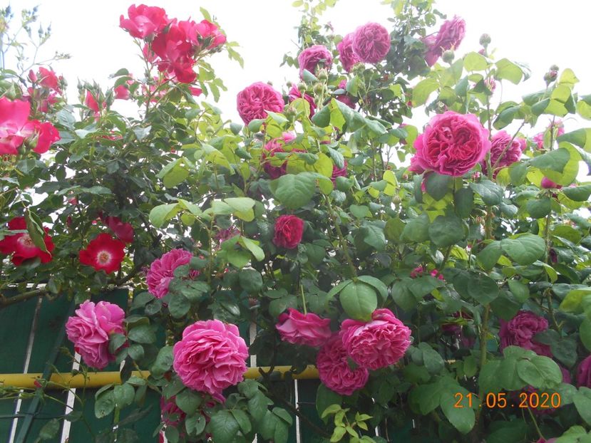  - Madame Isaac Pereire