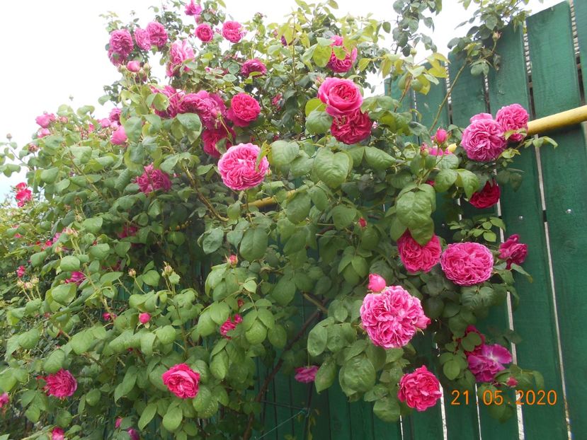  - Madame Isaac Pereire