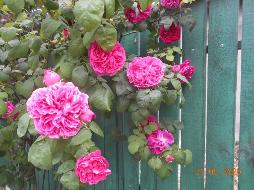  - Madame Isaac Pereire