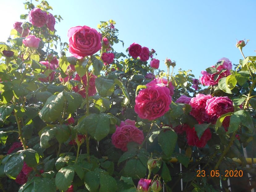  - Madame Isaac Pereire