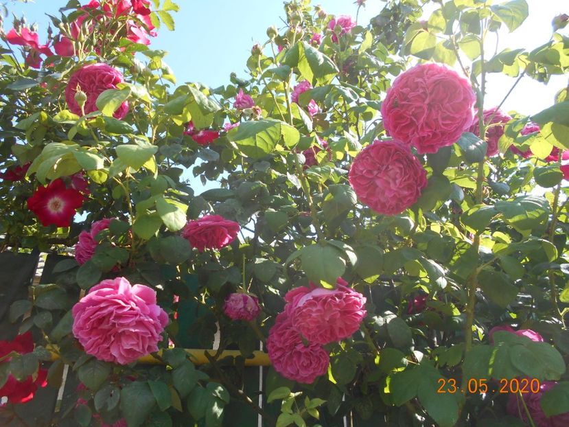  - Madame Isaac Pereire