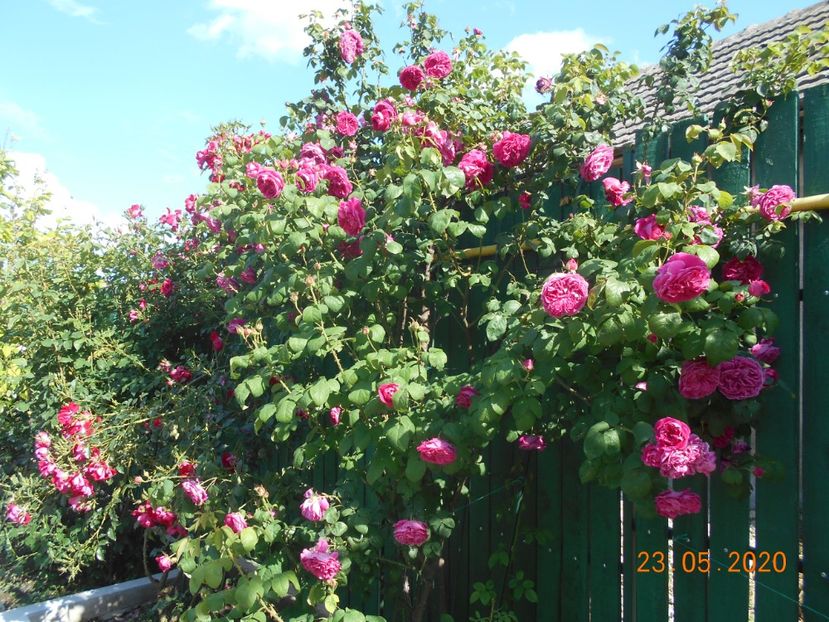  - Madame Isaac Pereire