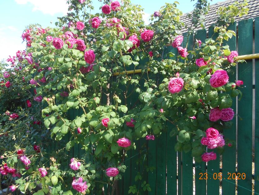  - Madame Isaac Pereire