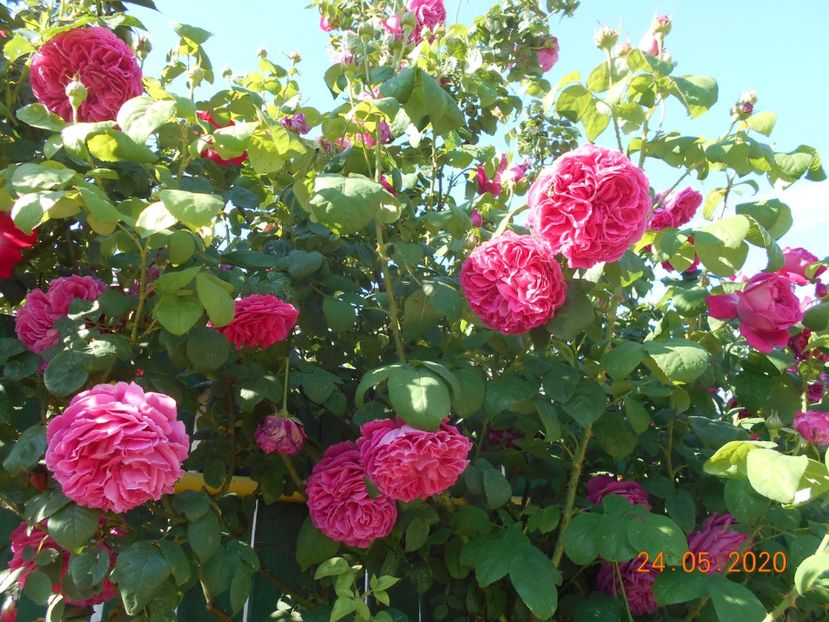  - Madame Isaac Pereire