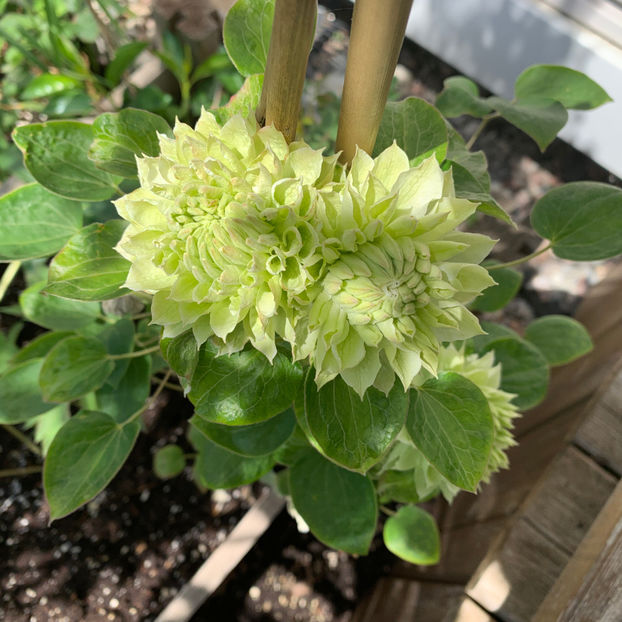  - Jurnalul gradinii 2020