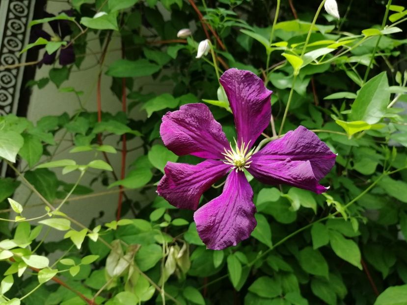  - 2020 clematite