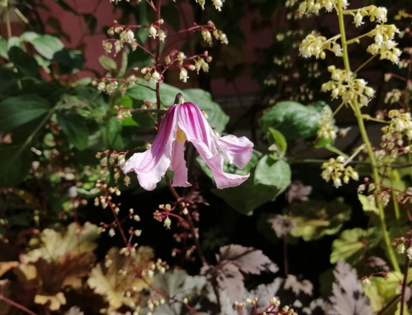  - 2020 clematite